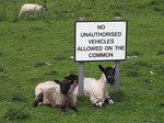 SX06879 Sheared sheep and lambs underneath 'No unauthorised vehicles allowed on the common' sign.jpg